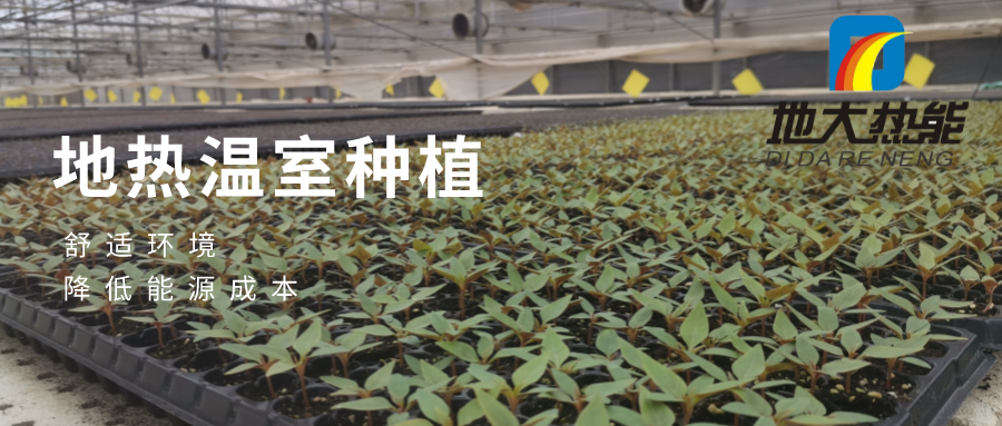 發(fā)揮地?zé)豳Y源優(yōu)勢，地?zé)徂r(nóng)業(yè)實(shí)現(xiàn)花卉產(chǎn)業(yè)特色發(fā)展 | 地大熱能 地?zé)岱?wù)全球