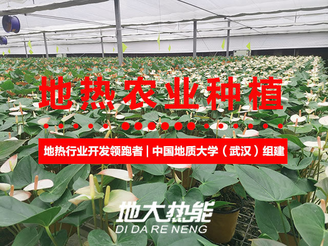 濟(jì)南：“地?zé)崮?農(nóng)業(yè)”產(chǎn)業(yè)融合，讓地?zé)崮苷嬲盁帷逼饋?地大熱能